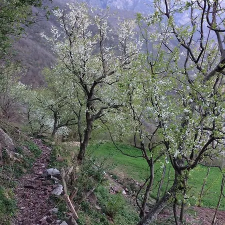 Bujtina Bashota